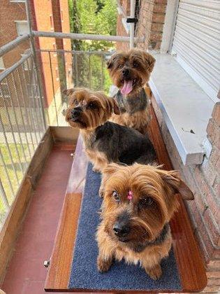 Qué Pelos! Peluquería Canina a Domicilio