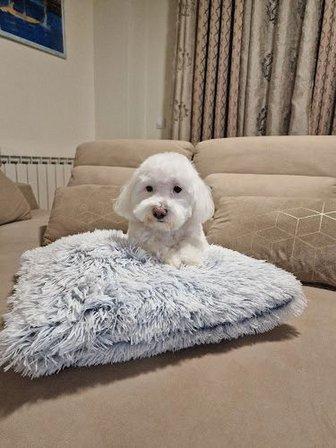 Peluquería Canina Raquel