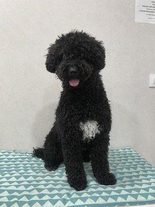 Qué GUAUpos ! Peluquería Canina