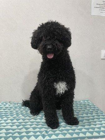 Qué GUAUpos ! Peluquería Canina