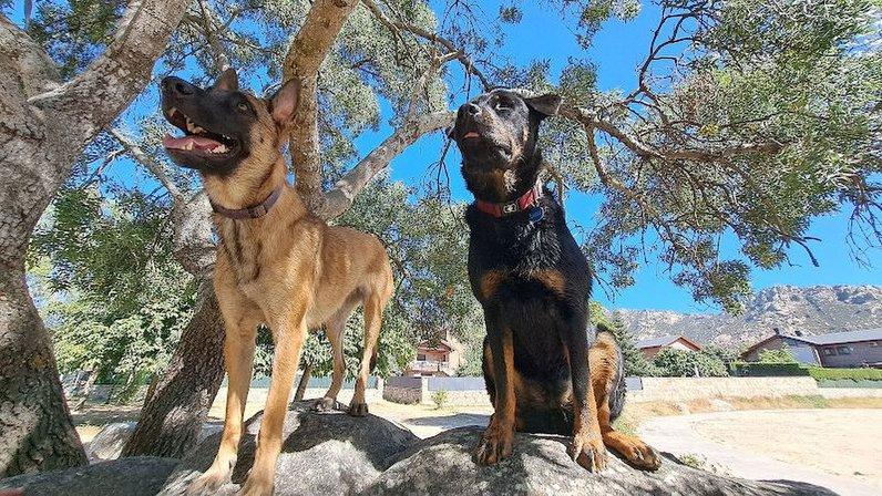 Heriberto Adiestrador y Educador Canino