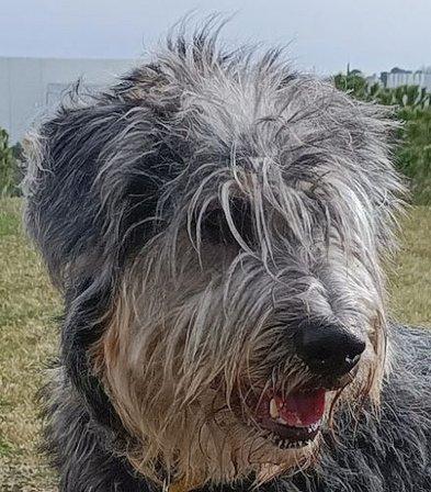 100%CANINO