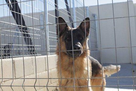Residencia Canina Nuestra Señora de Sonsoles