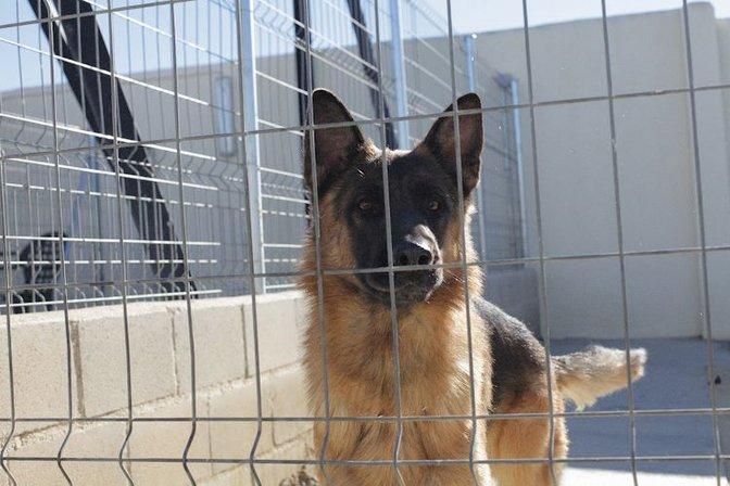 Residencia Canina Nuestra Señora de Sonsoles