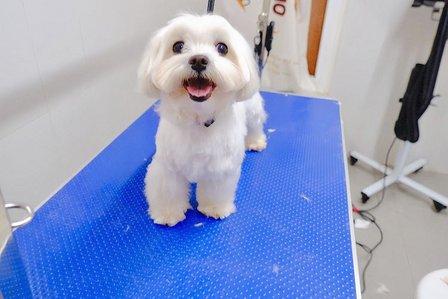 OH MY DOG!Peluquria Canina(con CITA PREVIA)