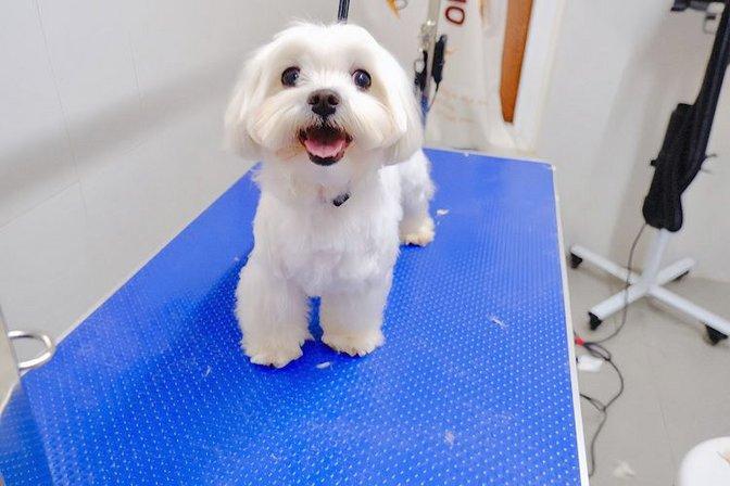 OH MY DOG!Peluquria Canina(con CITA PREVIA)