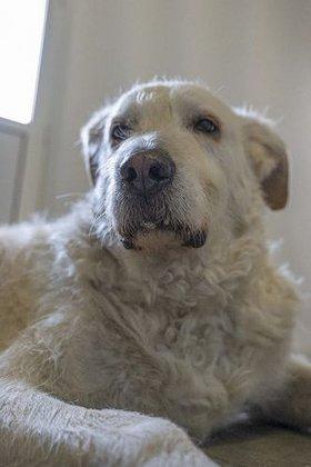 Residencia canina- Peluquería y Autolavado "Entre Algodones"