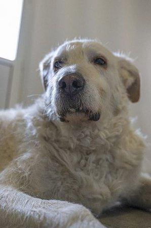 Residencia canina- Peluquería y Autolavado "Entre Algodones"