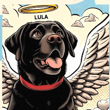 Luli autolavado y guardería de mascotas