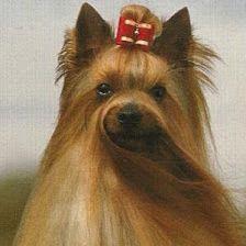 Coramonte Yorkshire Terrier