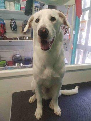 Kalulo Peluquería Canina