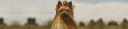 Coramonte Yorkshire Terrier