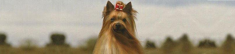 Coramonte Yorkshire Terrier