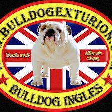 Bulldog Exturion