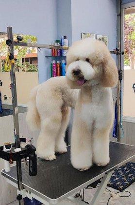 Peluqueria Canina Carmen Ruiz