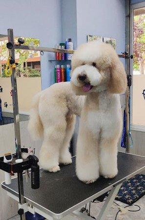 Peluqueria Canina Carmen Ruiz