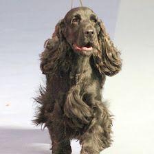 Cocker de los Foiz