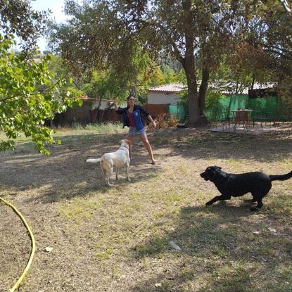 Alojamiento y Guarderia de Perros