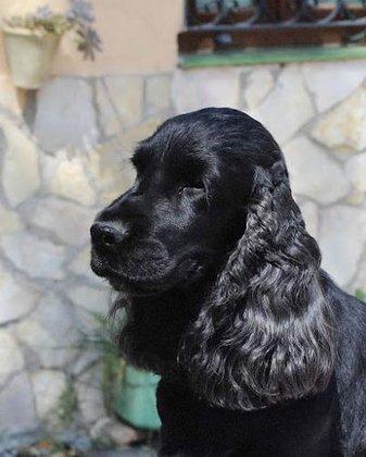 Cocker de los Foiz