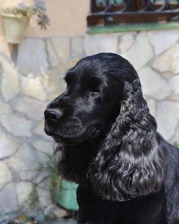 Cocker de los Foiz