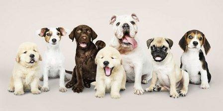 Clinica Veterinaria Cesvet