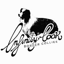 Infinity Look Border Collies