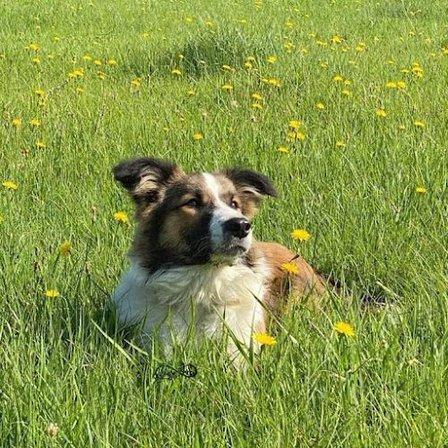Infinity Look Border Collies