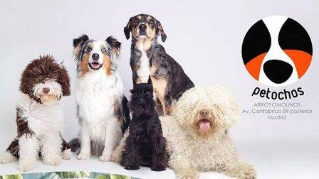 PETOCHOS PELUQUERÍA CANINA Y AUTOLAVADO ARROYOMOLINOS