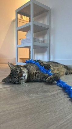 Cuidadora de gatos| Karenpoppets_catsitter
