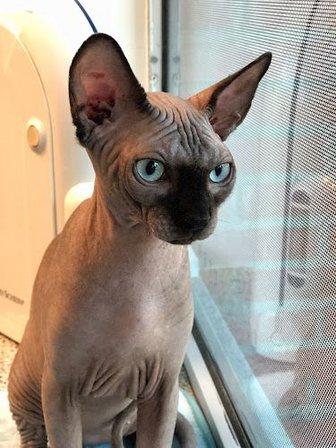 Veterinary clinic Dana Vetersalud