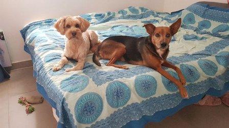 Guardería Canina Corazón de Perro