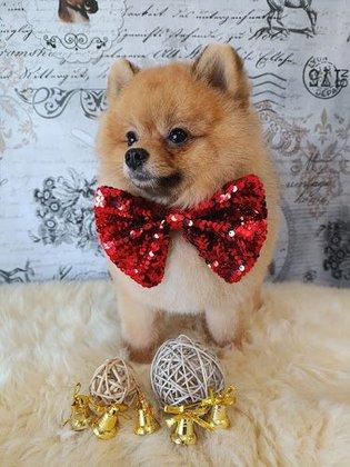 Susana García Peluqueria Canina