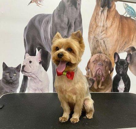 Peluquería canina Golden grooming