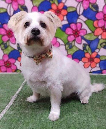 Peluquería Canina TIARE