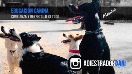 adiestradordani
