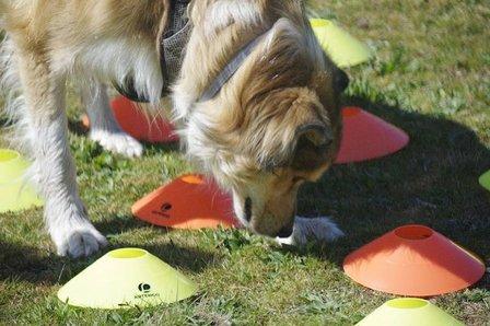 Anut Educación Canina