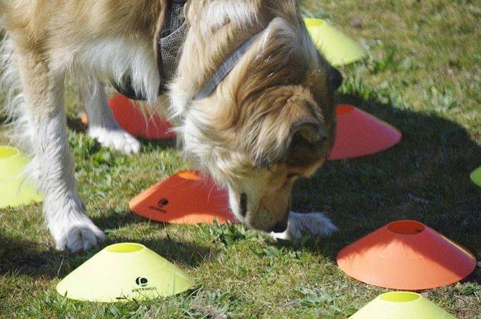 Anut Educación Canina