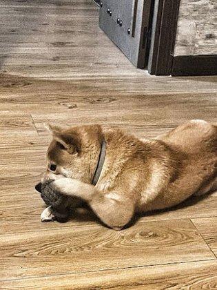 Adiestramiento canino en Madrid – Grandes Metas