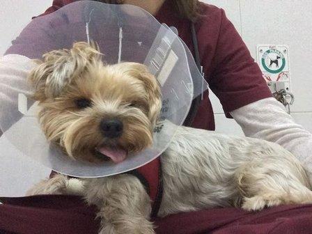 Veterinary Center Algete