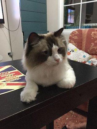 MALATTODOLLS RAGDOLL CATS