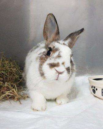 ANIMALES EXÓTICOS 24H - Veterinarios especialistas