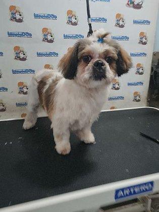 Limpiadog Brunete