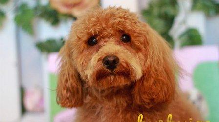 Burbujas estética y peluquería canina
