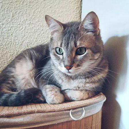 Gatungueando - Catsitter a domicilio
