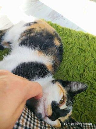 Usera Veterinary Medical Center