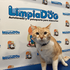 Peluquería canina en Majadahonda | LimpiaDog
