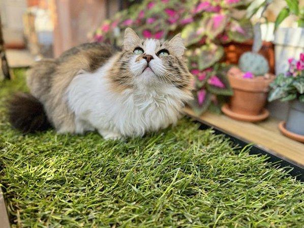 Petground