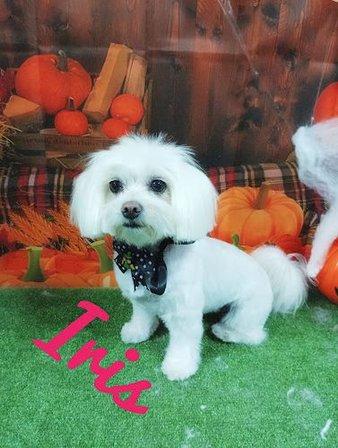 Peluqueria canina Pequeña Lula