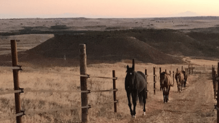 El Hocino Paddock Paradise