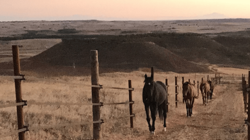 El Hocino Paddock Paradise